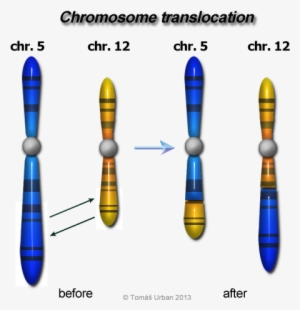 666 - Reciprocal And Nonreciprocal Translocation #892969