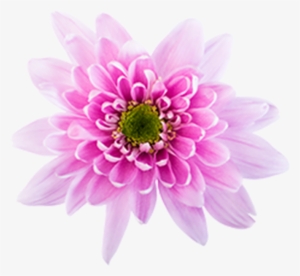 Click To Enlarge Image Pink Novelt Monalisa Pink Novelty - Autumn #894800