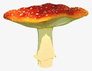 Amanita Muscaria Png Transparent Image - Amanita Muscaria Png #895190