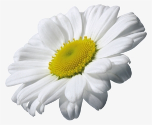 Camomile Transparent Png - Flor De Manzanilla Png #895384