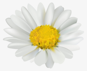 Chamomile Png #895433