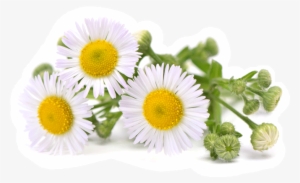 Camomile - Alfasan Ocularin Vital - 4g #895646