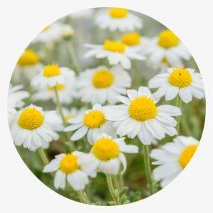 Planta Manzanilla #895697