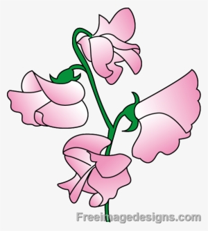 Sweetpea Flowers Image Design Download - Sweet Pea Flower Design #895721