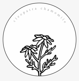 Chamomile 02 #896048