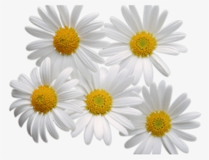 Floral Vintage Button Earrings #896081