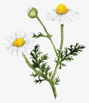 Go To Image - Mighty Leaf Tea Organic Chamomile Yuzu 100-ct. Tea #896104