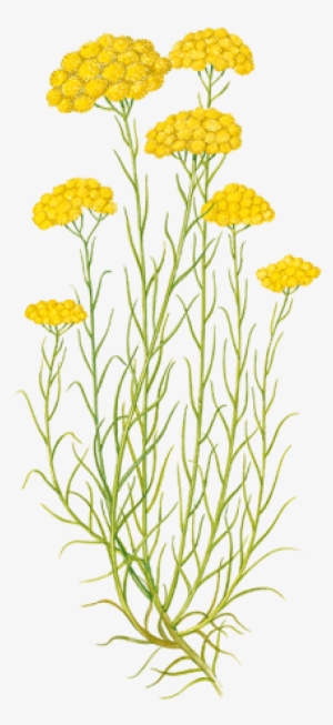 Go To Image - Immortelle Corse Dessin #896245