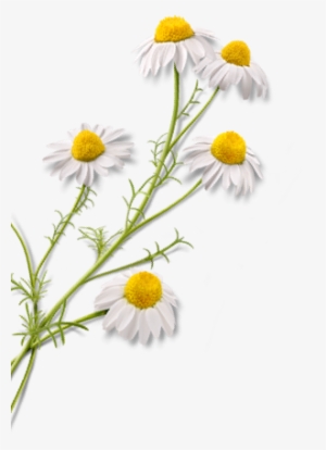 Standards & Certifications - Chamomile #896809