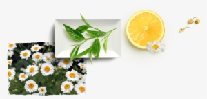 Antioxidant Support * - Camomile #896813