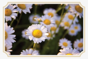 Matricaria Chamomilla/chamomile In Digestonic - Manzanilla Planta #896860