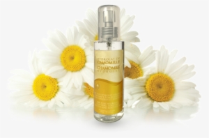 Chamomile Png Transparent Images - Herbal Distillate #897049