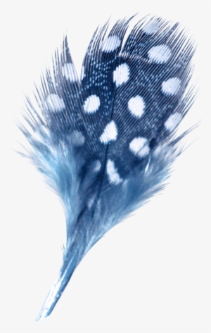 Fotki Feather Stencil, Feather Drawing, Feather Art, - Feather #897941