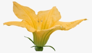 Free Pumpkin Blossom Cliparts, Download Free Clip Art, - Pumpkin Flower Clipart #898955