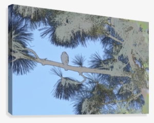 Red Shouldered Hawk In Large Pine Abstract 1 Canvas - Artist #899607