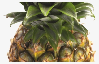 Free Green Pineapple Cliparts, Download Free Clip Art, - Pineapple Clipart Transparent Background #8901544