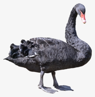 Black Swan Clipart Transparent - Black Swan Png #8903316