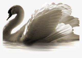 Swans #8903785