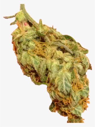 Primaryapp - Momordica Charantia #8904621