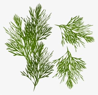 Dill Png Clip Art Image #8905212