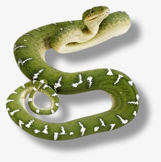 Renders Serpent Vert - Green Snake No Background #8905691
