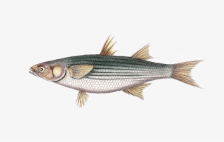 Golden Grey Mullet - Striper Bass #8906994