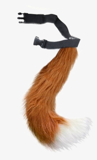 Fantastic Fox - Eurasian Red Squirrel #8907183