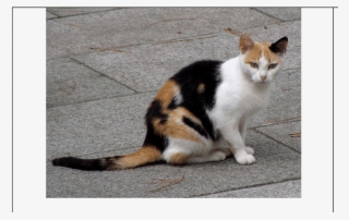 Calico Cat By Felis Silvestris Catus - Calico Cat Transparent #8907214