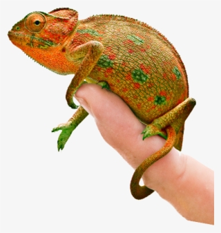 Contact Us - Common Chameleon #8908138