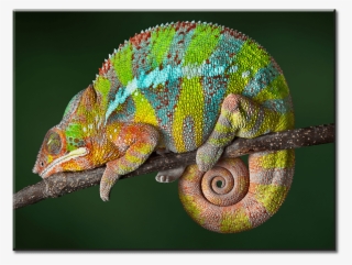 1 Panel Canvas Wall Art - Chameleon Animal #8908686