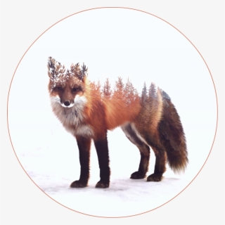 86220 - Fox Animals Art #8910023