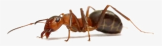 Ant With White Background #8910026