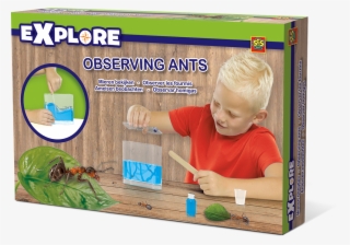 Observing Ants - Ant #8910491