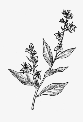 Indian Tobacco - Daphne #8910961