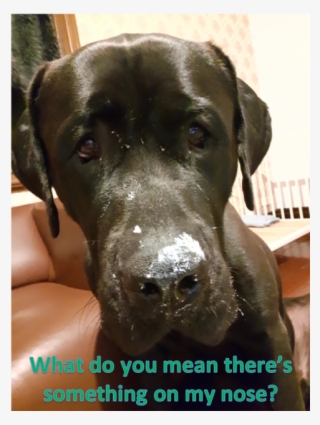 Photo Of Lenny Dl1896 - Companion Dog #8911423