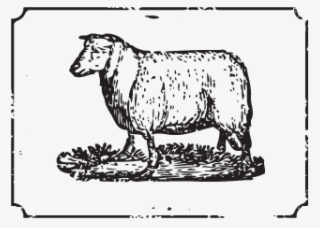 Lamb - Cattle #8915763