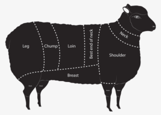 Lamb - Sheep #8915819