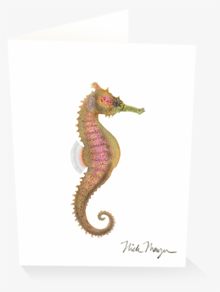 Northern Seahorse #8916550