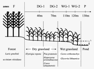 Description Of The Transect In The Neleger Alas Study - Illustration #8917381