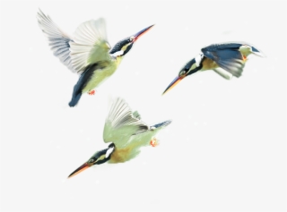 Therapy Services Teen Issues Kingfisher Birds - Coraciiformes #8918710