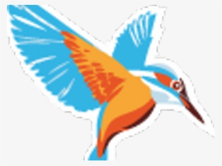Kingfisher #8918804