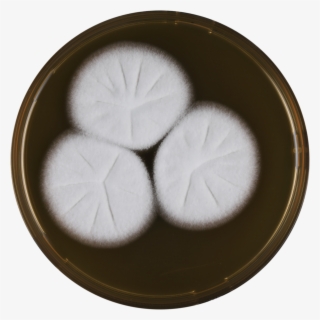 Aspergillus Assulatus Meaox - Dish #8919445