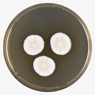 Aspergillus Frequens Meaox - Vegetable #8919730