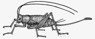 Clipart Black And White Download Big Image Png - Drawings Of A Cricket #8921155