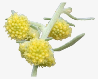Buddleia #8921321