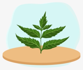 Neem Tree - Spearmint #8922819