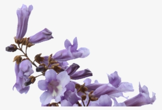 We Will Glide Through - Moth Orchid #8923393