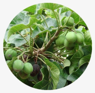 Azadirachtin Neem, Azadirachtin Neem Suppliers And - Chinaberry #8923667
