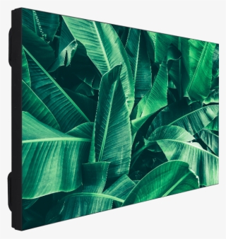 Vw55x503 - Palm Tree #8924374 Vw55x503 - Palm Tree #8924374