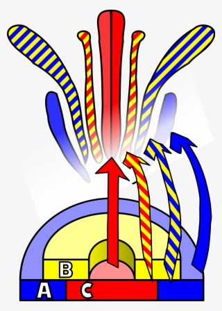 Shop And Stop Wedding Flowers - Abc Model Of Flower Development #8925769